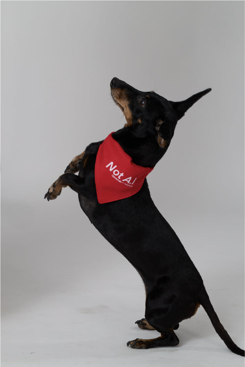 Not AI Pet Clip-On Pet Bandana