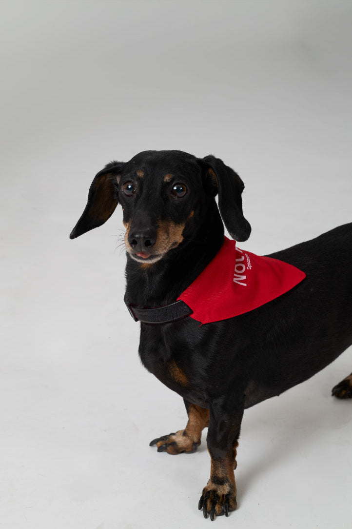 Not AI Pet Clip-On Pet Bandana